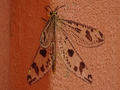 Palparini