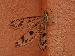 Palparini