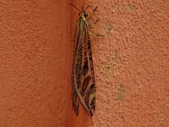 Palparini