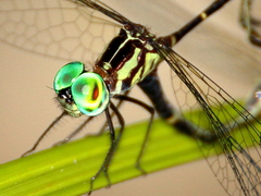 Nannophlebia eludens