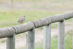 Turdus viscivorus