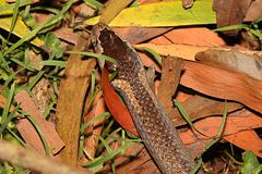 Cacophis squamulosus