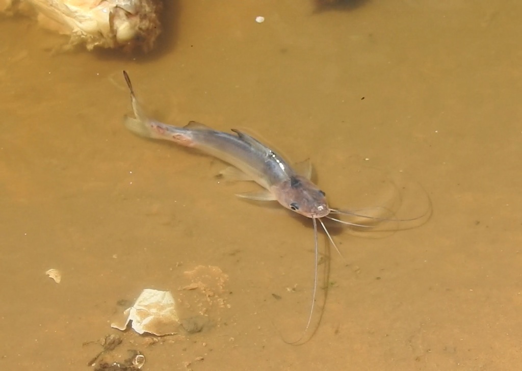 Parapimelodus valenciennis