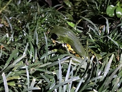 Phyllomedusa burmeisteri
