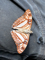 Adelpha erotia