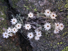 Castroviejoa frigida