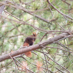 Sciurus vulgaris