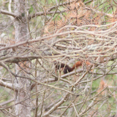 Sciurus vulgaris
