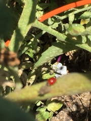 Coccinellidae