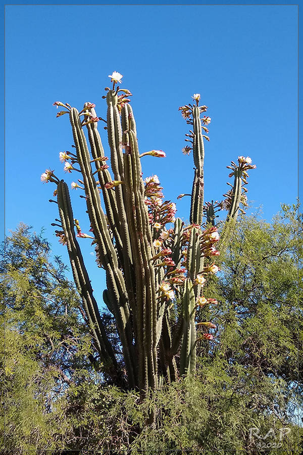 Cereus hildmannianus — an easy houseplant, prefers full sun light
