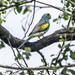 Golden-shouldered Parrot - Photo (c) sdoug7405, some rights reserved (CC BY-NC)