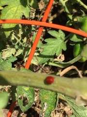 Coccinellidae