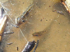 Iheringichthys labrosus