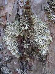 Hypogymnia farinacea