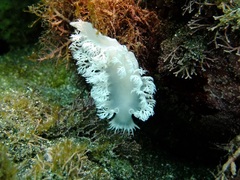 Tritoniopsis elegans