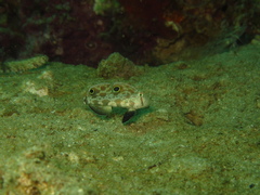 Signigobius biocellatus