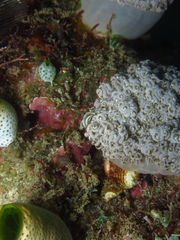 Hippolyte commensalis