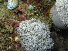 Hippolyte commensalis