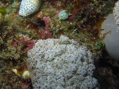 Hippolyte commensalis