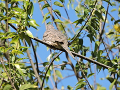 Columbina inca