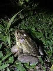 Leptodactylus latrans