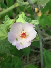 Malacothamnus aboriginum