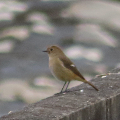 Phoenicurus auroreus