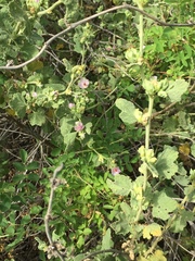 Malacothamnus aboriginum
