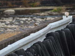 Phoenicurus auroreus