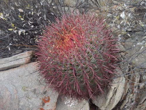 Fire Barrel Cactus