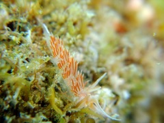 Sakuraeolis enosimensis