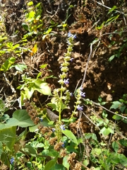 Salvia xalapensis