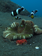 Amphiprion polymnus