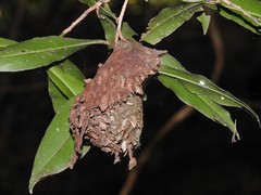 Calligaster himalayensis