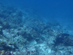 Epinephelus coioides
