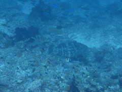 Epinephelus coioides