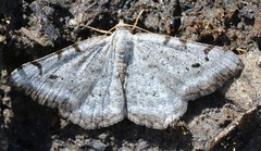Digrammia denticulata