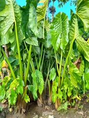 Cyrtosperma merkusii