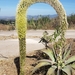 Swan-neck Agave - Photo (c) Arturo Salinas, some rights reserved (CC BY-NC), uploaded by Arturo Salinas