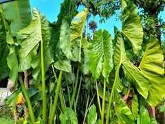 Cyrtosperma merkusii