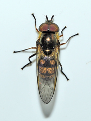 Xanthandrus comtus