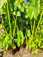 Cyrtosperma merkusii