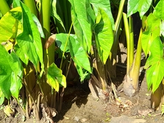 Cyrtosperma merkusii