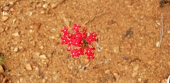 Bouvardia viminalis