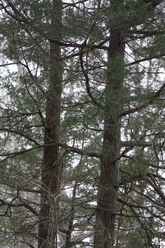 Atlantic white cedar