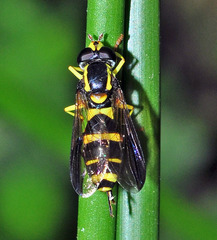 Xanthogramma marginale