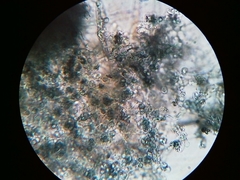 Byssocorticium atrovirens