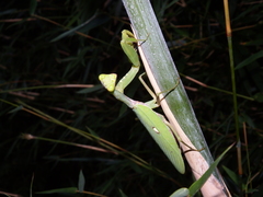 Hierodula patellifera