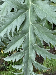 Cynara cardunculus
