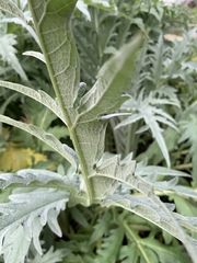 Cynara cardunculus